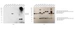 Human IgG4 Fc Secondary Antibody in Western Blot (WB)