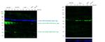 Mouse IgG, IgM, IgA (H+L) Secondary Antibody in Western Blot (WB)