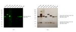 Mouse IgG, IgM, IgA (H+L) Secondary Antibody in Western Blot (WB)