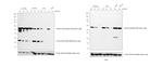 Mouse IgG, IgM, IgA (H+L) Secondary Antibody in Western Blot (WB)