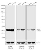Mouse IgG, IgM, IgA (H+L) Cross-Adsorbed Secondary Antibody in Western Blot (WB)