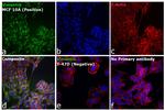 Mouse IgG, IgM (H+L) Secondary Antibody in Immunocytochemistry (ICC/IF)