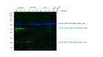 Mouse IgG, IgM (H+L) Secondary Antibody in Western Blot (WB)