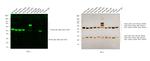 Mouse IgG, IgM (H+L) Secondary Antibody in Western Blot (WB)