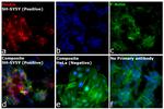 Mouse IgG (H+L) Cross-Adsorbed Secondary Antibody in Immunocytochemistry (ICC/IF)