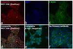 Rabbit IgG (H+L) Cross-Adsorbed Secondary Antibody in Immunocytochemistry (ICC/IF)