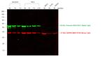 Rabbit IgG (H+L) Cross-Adsorbed Secondary Antibody in Western Blot (WB)