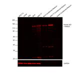 Human IgG (H+L) Cross-Adsorbed Secondary Antibody in Western Blot (WB)