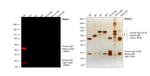 Human IgG (H+L) Cross-Adsorbed Secondary Antibody in Western Blot (WB)