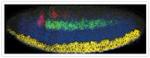 Sheep IgG (H+L) Cross-Adsorbed Secondary Antibody in Immunohistochemistry (IHC)