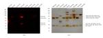 Sheep IgG (H+L) Cross-Adsorbed Secondary Antibody in Western Blot (WB)