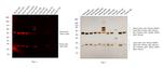 Mouse IgG (H+L) Cross-Adsorbed Secondary Antibody in Western Blot (WB)