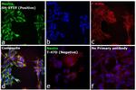 Mouse IgG (H+L) Cross-Adsorbed Secondary Antibody in Immunocytochemistry (ICC/IF)