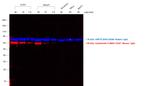 Mouse IgG (H+L) Cross-Adsorbed Secondary Antibody in Western Blot (WB)