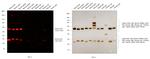 Mouse IgG (H+L) Cross-Adsorbed Secondary Antibody in Western Blot (WB)