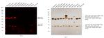 Mouse IgG (H+L) Cross-Adsorbed Secondary Antibody in Western Blot (WB)