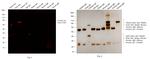 Chicken IgY (H+L) Secondary Antibody in Western Blot (WB)