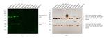 Mouse IgG (H+L) Cross-Adsorbed Secondary Antibody in Western Blot (WB)