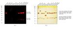 Mouse IgG (H+L) Cross-Adsorbed Secondary Antibody in Western Blot (WB)