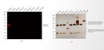 Rabbit IgG (H+L) Cross-Adsorbed Secondary Antibody in Western Blot (WB)