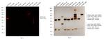 Rabbit IgG (H+L) Cross-Adsorbed Secondary Antibody