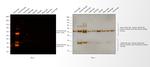 Guinea Pig IgG (H+L) Secondary Antibody in Western Blot (WB)