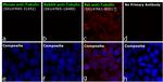 Rat IgG (H+L) Cross-Adsorbed Secondary Antibody in Immunocytochemistry (ICC/IF)