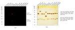 Rat IgG (H+L) Cross-Adsorbed Secondary Antibody