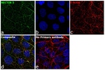 Goat IgG (H+L) Cross-Adsorbed Secondary Antibody in Immunocytochemistry (ICC/IF)