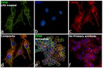 Goat IgG (H+L) Cross-Adsorbed Secondary Antibody in Immunocytochemistry (ICC/IF)