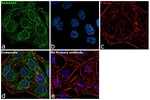 Goat IgG (H+L) Cross-Adsorbed Secondary Antibody in Immunocytochemistry (ICC/IF)