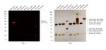 Goat IgG (H+L) Cross-Adsorbed Secondary Antibody in Western Blot (WB)