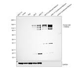 Human IgG (H+L) Secondary Antibody in Western Blot (WB)