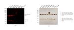 Mouse IgG (H+L) Cross-Adsorbed Secondary Antibody in Western Blot (WB)