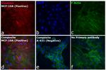 Rabbit IgG (H+L) Cross-Adsorbed Secondary Antibody in Immunocytochemistry (ICC/IF)