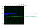 Rabbit IgG (H+L) Cross-Adsorbed Secondary Antibody in Western Blot (WB)