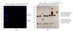 Rabbit IgG (H+L) Cross-Adsorbed Secondary Antibody in Western Blot (WB)