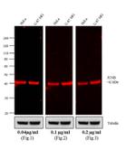 Rabbit IgG (H+L) Cross-Adsorbed Secondary Antibody in Western Blot (WB)