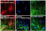 Mouse IgM (Heavy chain) Cross-Adsorbed Secondary Antibody in Immunocytochemistry (ICC/IF)