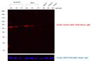 Mouse IgM (Heavy chain) Cross-Adsorbed Secondary Antibody in Western Blot (WB)