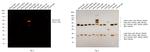 Mouse IgM (Heavy chain) Cross-Adsorbed Secondary Antibody in Western Blot (WB)