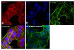 Mouse IgM (Heavy chain) Cross-Adsorbed Secondary Antibody in Immunocytochemistry (ICC/IF)