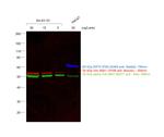 Mouse IgM (Heavy chain) Cross-Adsorbed Secondary Antibody in Western Blot (WB)