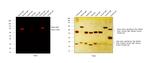 Mouse IgM (Heavy chain) Cross-Adsorbed Secondary Antibody in Western Blot (WB)