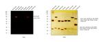 Mouse IgM (Heavy chain) Cross-Adsorbed Secondary Antibody in Western Blot (WB)