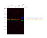 Mouse IgM (Heavy chain) Cross-Adsorbed Secondary Antibody in Western Blot (WB)