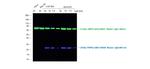 Mouse IgG (H+L) Cross-Adsorbed Secondary Antibody in Western Blot (WB)