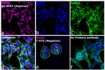 Mouse IgG (H+L) Highly Cross-Adsorbed Secondary Antibody in Immunocytochemistry (ICC/IF)