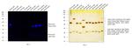 Mouse IgG (H+L) Highly Cross-Adsorbed Secondary Antibody