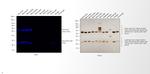 Mouse IgG (H+L) Cross-Adsorbed Secondary Antibody in Western Blot (WB)